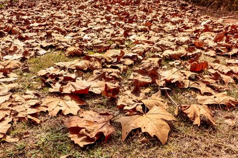 Floor covered with maple leaves Foto stock