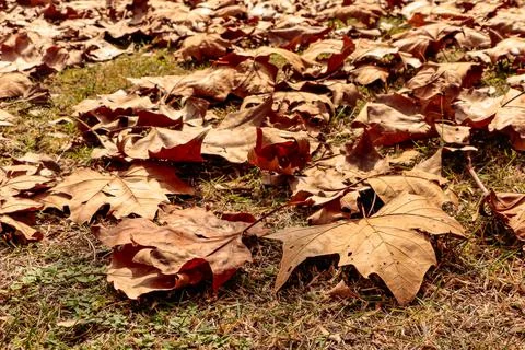 Floor covered with maple leaves Foto stock