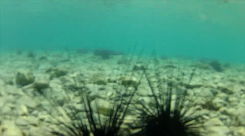 Floor crawl with urchins B Stock Footage 24330087