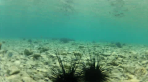 Floor crawl with urchins Stock Footage 24331303
