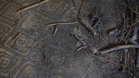 Floor full of dirt and small branches Stock Footage 88828610