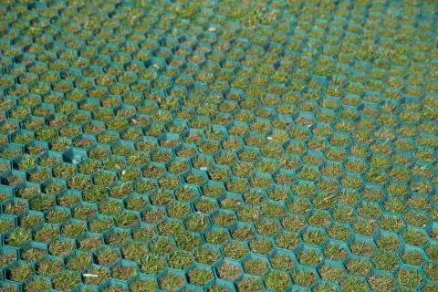 Floor with honeycomb pattern background different gradient by green . A bee n Stock Photos