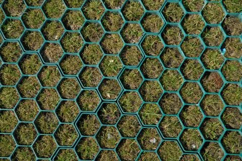 Floor with honeycomb pattern background different gradient by green . A bee n Stock Photos