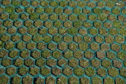 Floor with honeycomb pattern background different gradient by green . A bee n Foto stock