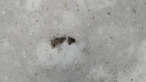 The floor of the house is made of white ceramic which is dirty and full of dust Видео 308056954