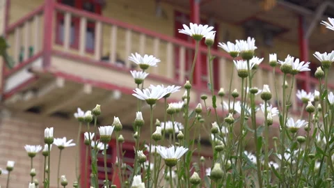 The floor of the house visible from the back of the daisy bush Stock Footage 170013615