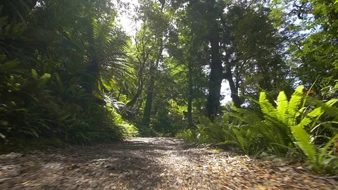 Floor of a jungle path Stock Footage 98678238