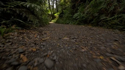 Floor level tracking shot along a jungle pathway Stock Footage 93781607