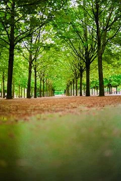 Floor Level View of a Row of Trees with Green Leaves Stock Photos