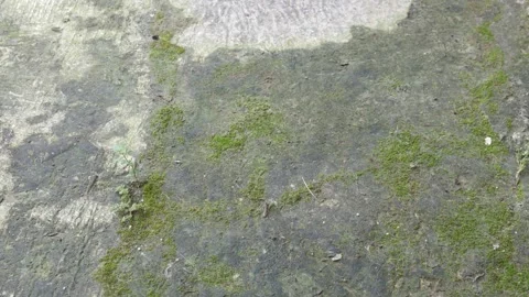 The floor texture is covered in green moss Stock Footage 336577559