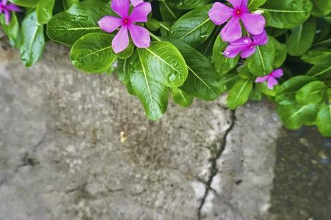 The floor wall texture Stock Photos