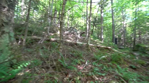 The floor of the woods Stockbeeldmateriaal 171343473