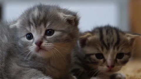 Floppy ear kittens playing on the carpet Vidéo 161928142
