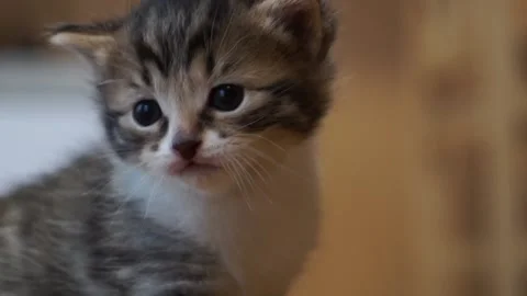 Floppy ear kittens playing on the carpet Vidéo 161928442
