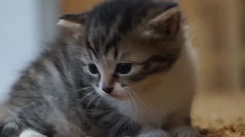 Floppy ear kittens playing on the carpet Vidéo 161929411