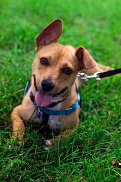 Floppy Eared Dog on a Leash Stock Photos