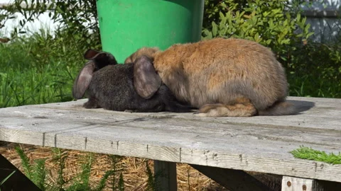 The floppy eared red and black rabbits on the wooden planks Video stock 120542737