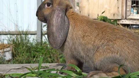 A floppy eared red rabbit on the wooden planks Stock Footage 120541085