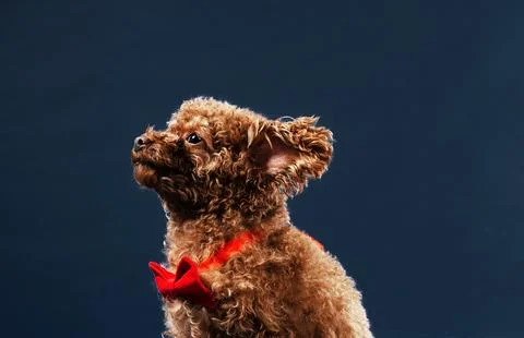 Floppy ears Stock Photos
