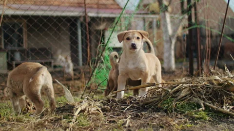 Floppy five de life outdoor many outside pet happy above person mammal poster Stock Footage 264012814