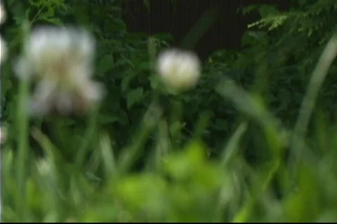 Flor-1 Video stock 135635