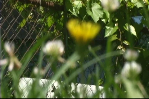 Flor-2 Video stock 135637