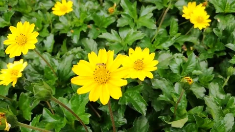 Flor amarilla con insecto Stock Footage 143752670
