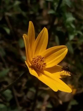 Flor Amarilla con una mosca Stock Photos