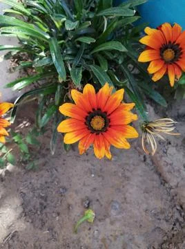 Flor amarilla Stock Photos