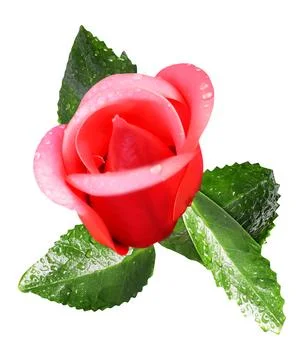 Flor capullo de rosa con hojas verdes Stock Photos