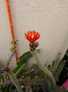 Flor de cactus Stock Photos