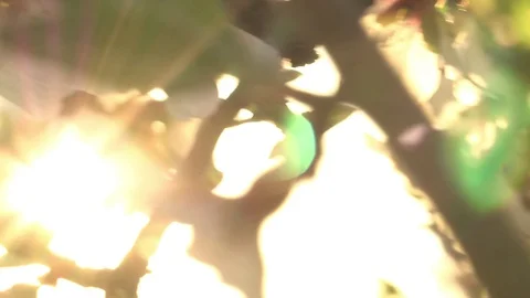 Flor destello Stock Footage 104422749