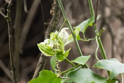 Flor-Pasiflora-4 Stock Photos