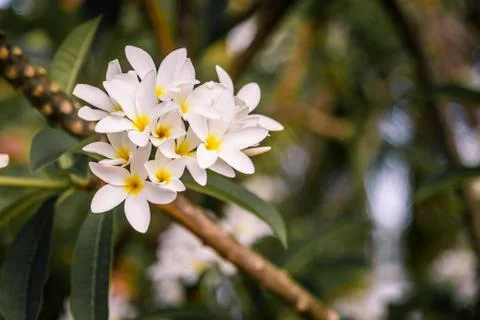 FLOR  Stock Photos