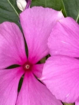 Flor rosa em close-up Stock Photos
