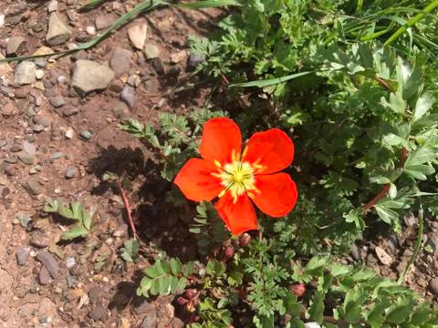 Flor Salta 库存照片