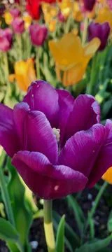 Flora 1 Stock Photos