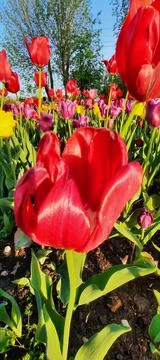 Flora 2 Stock Photos