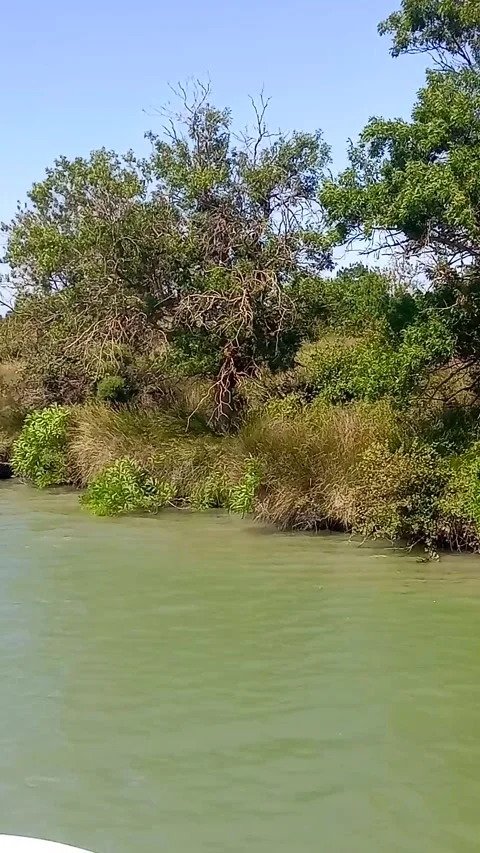 Flora along the river Stock Footage 313798922