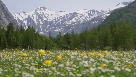 Flora of an alpine valley Stock Footage 124254464