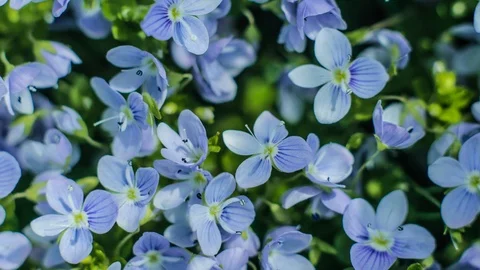 Flora of the Alpine zone in spring flowers opening their buds timelapse ZoomIN 스톡 동영상 87644338
