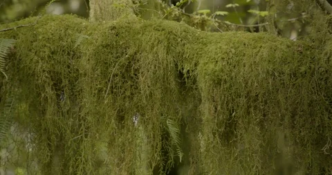 Flora and moss growing in lush forest Stock Footage 97614908