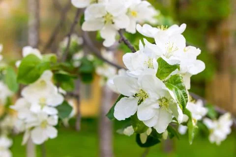 Flora base flower cherry white close-up large on blurred background Foto stock