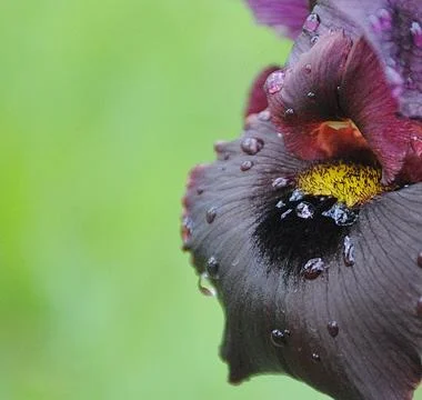 Flora. Black Iris. Blooming Flowers. Beautiful flowers Stock Photos
