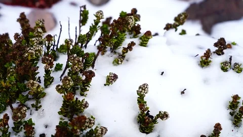 Flora blowing in the wind in slow motion Stock Footage 120183640