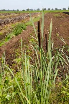 Flora - bullrush Stock Photos
