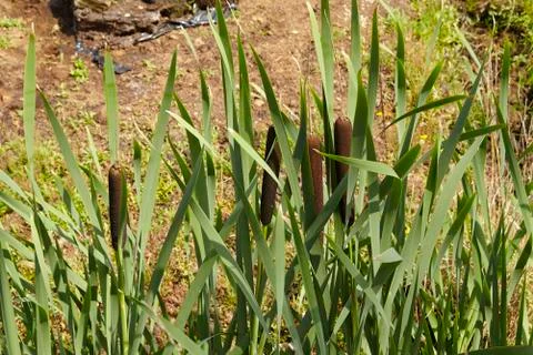 Flora - bullrush Stock Photos