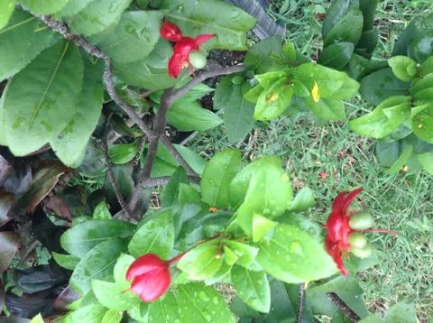 Flora Close Up Stock Photos