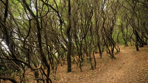 Flora of the Corfu. Grove of olive trees in Greece. 4K Vidéo 118073023