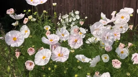 Flora-cupcake-original Vídeos de archivo 160122019